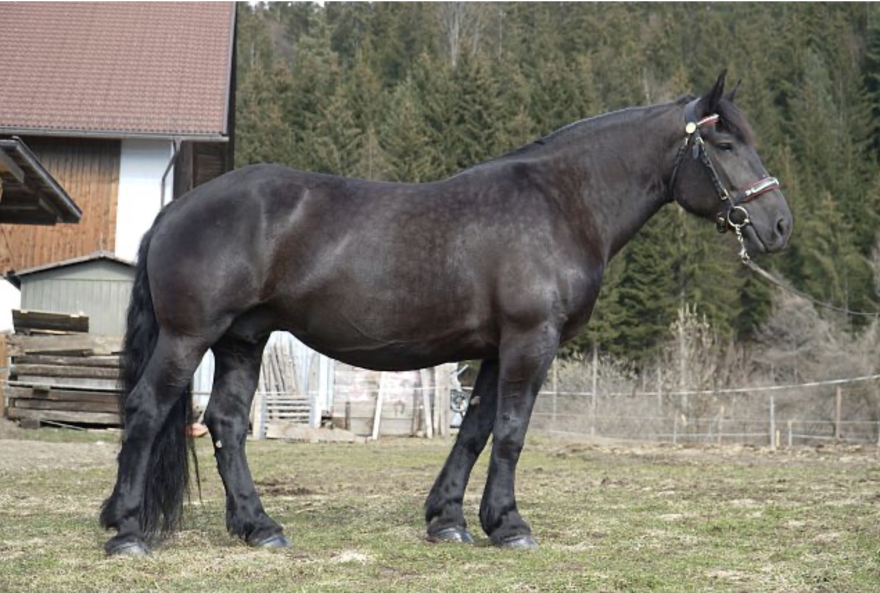 Marlies-Elitezuchtprämie-2022.jpg